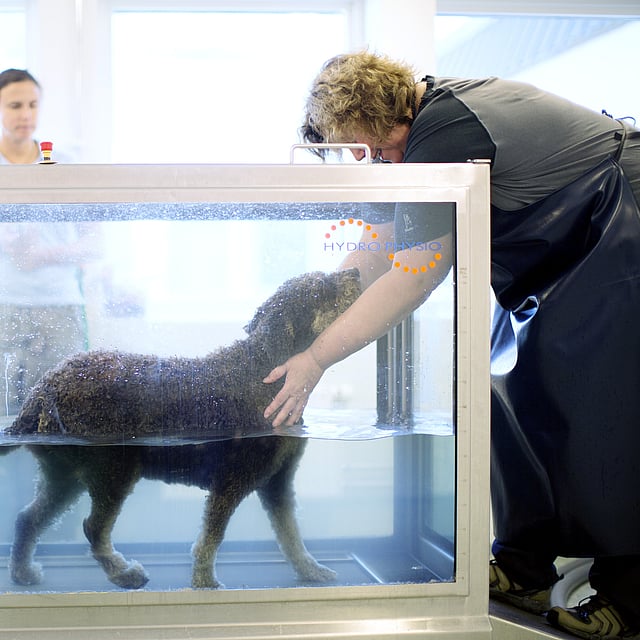 En person som rör vid en hund i ett akvarium.