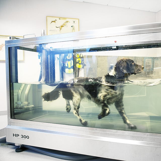 Svartvit hund i kör rehabiltering i en vattentrask.