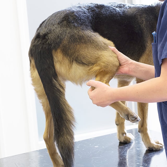 Veterinär undersöker och sträcker ut en hunds bakre ben.