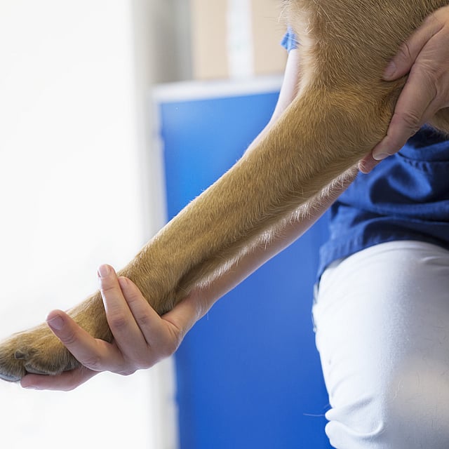 En veterinär sträcker ut en hunds ben i rehabiliteringssyfte.