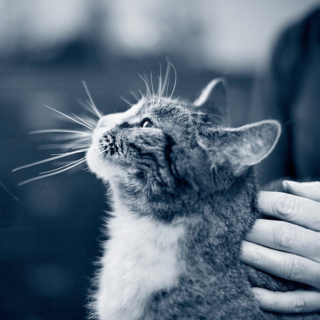 En äldre tvåfärgad katt klappas av en person och tittar uppåt. Katten har vit mage och mörkare färger i huvud och rygg. Bilden är i svartvitt.