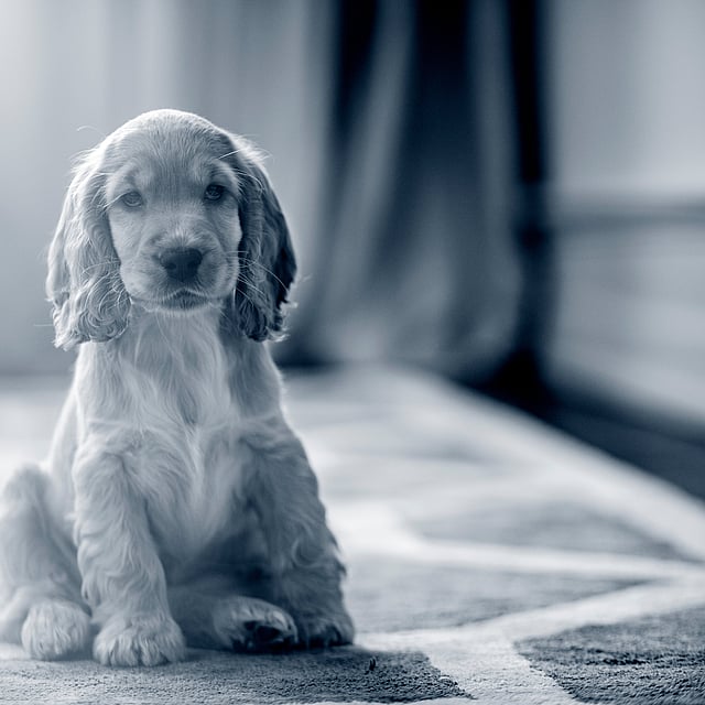 En Cocker Spaniel-valp sitter ner på en matta.