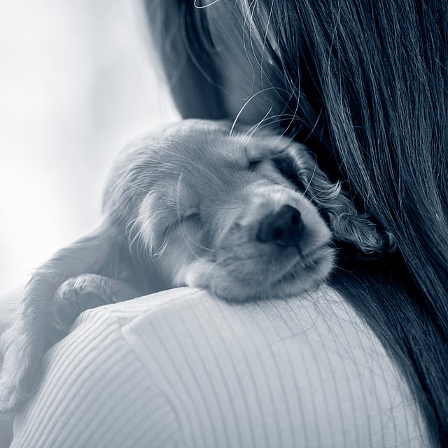 En Cavalier King Charles Spaniel valp sover på en persons axel.