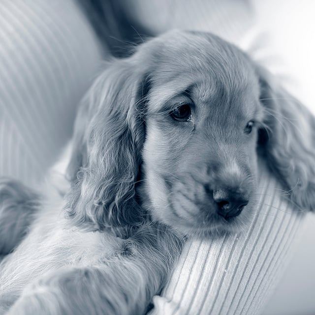 En Cocker Spaniel-valp ligger i någons famn.