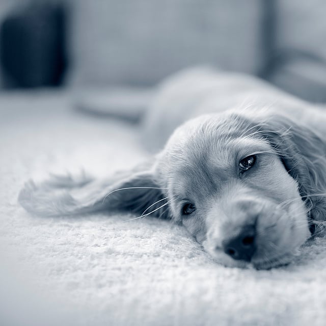 En Cocker Spaniel-valp ligger ner på en soffa.
