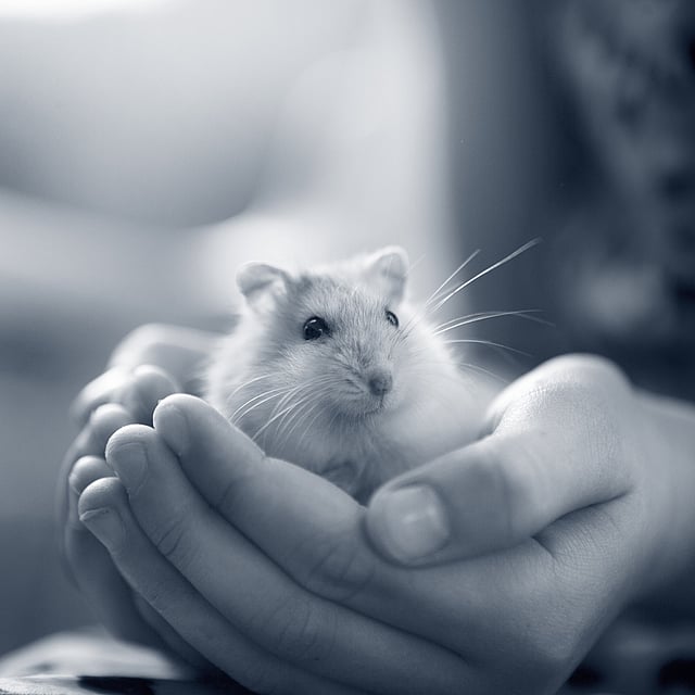 Person håller i en hamster. Bilden är i svartvitt.