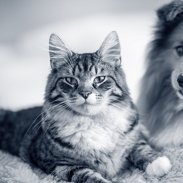 En katt och hund som ligger på en filt.
