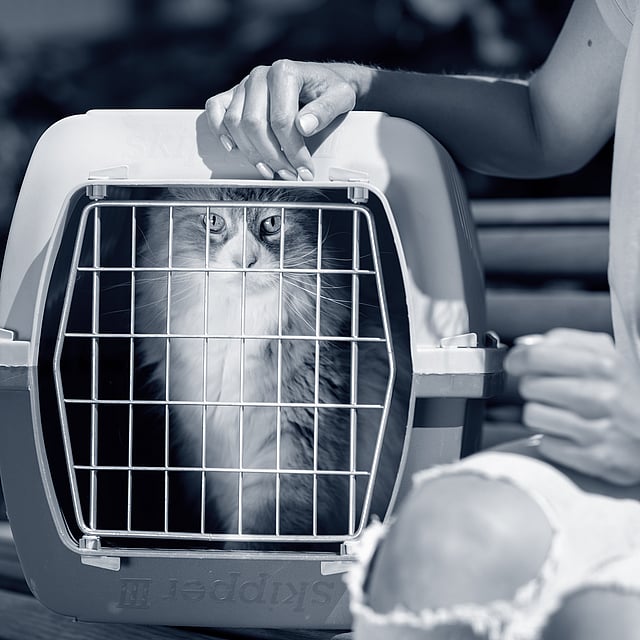 Katt i en transportbur.