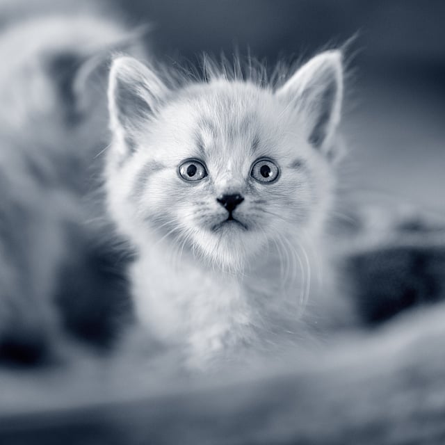 En liten ljushårig kattunge sitter ner och tittar upp. I bakgrunden kan man se en till liten kattunge men den är inte i fokus. Bilden är i svartvitt.