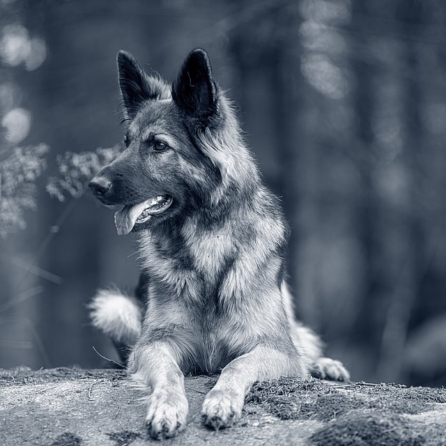 En schäfer hund ligger på en sten och blickar ut mot skogen.