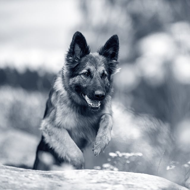 En Schäferhund hoppar över en sten ute i naturen.