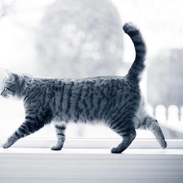 En katt går på fönsterbrädan. Bilden är i svartvitt.
