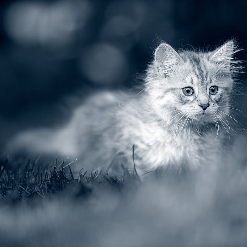 Foto av Veronika Winnberg, Leg Veterinär