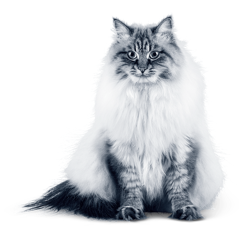 Foto av Sofie Larsson, Legitimerad Djursjukskötare