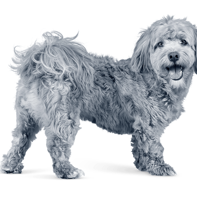 Svartvit bild på en lurvig liten hund.