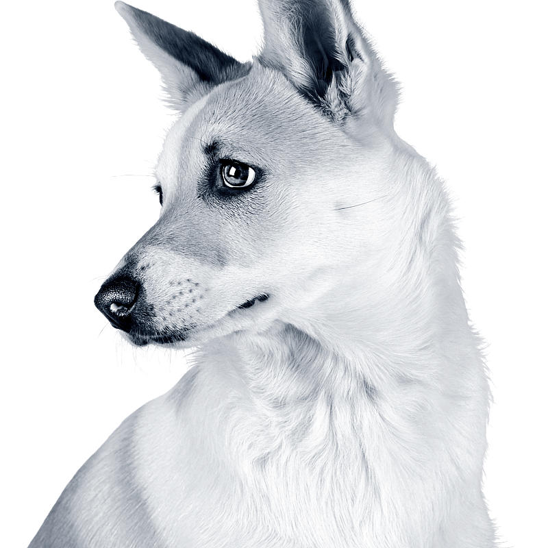 Foto av Linnéa Lindholm, Djurvårdare nivå III