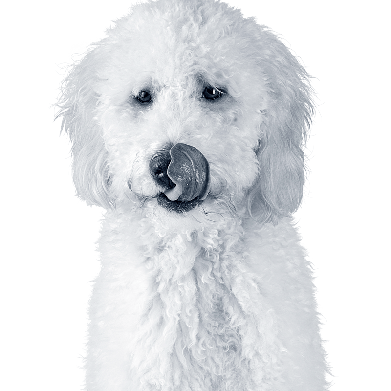 Foto av Ryan Silva, Vaktmästare