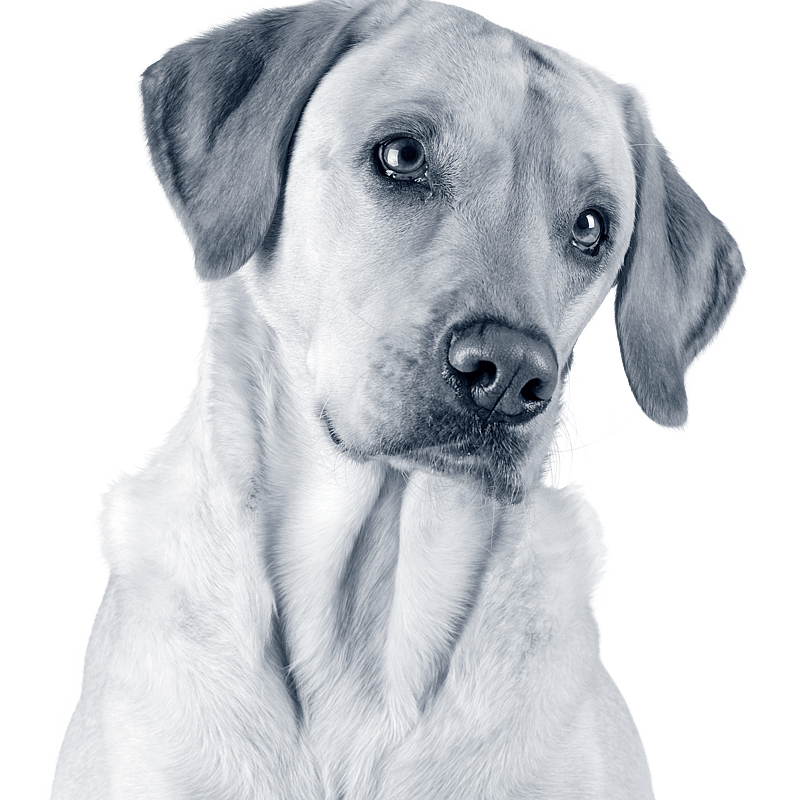 Foto av Katarina Pruzinska, Leg. Veterinär