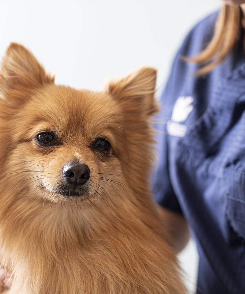 Ljusbrun, långhårig hund klappas av veterinär.