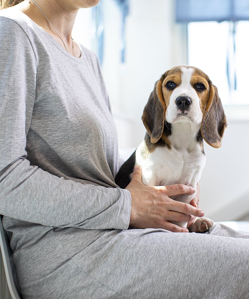 Beagle sitter på en kvinnas knä. Kvinnan har på sig en grå klänning.