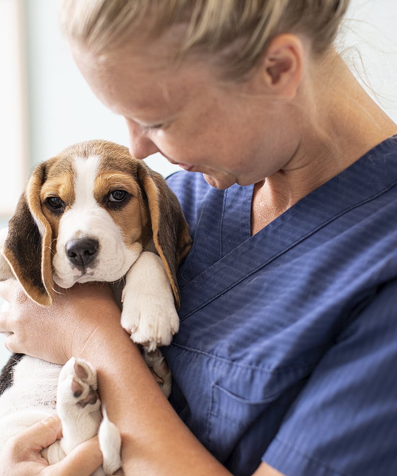 Kvinnlig veterinär undersöker en svart smal hund.