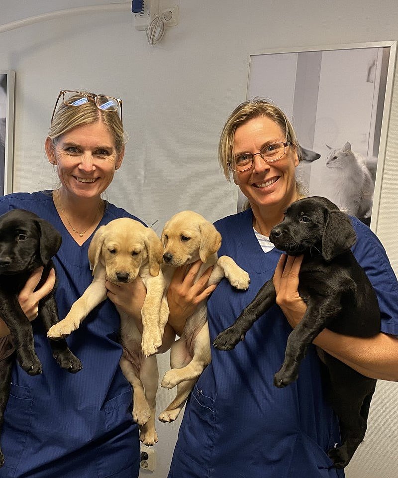Två kvinnliga veterinärer håller i två valpar var och ler för kameran.