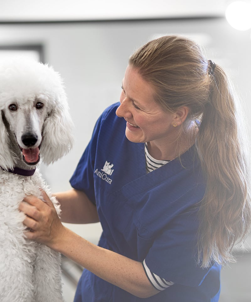 Kvinnlig veterinär klappar på en stor vit pudel.