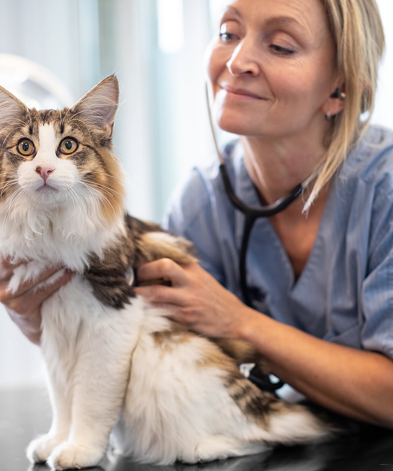 En kvinnlig veterinär undersöker en långhårig katts hjärta.