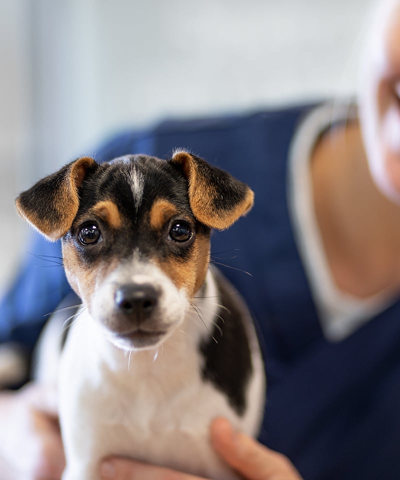 Veterinär håller i en liten hund som tittar in mot kameran.