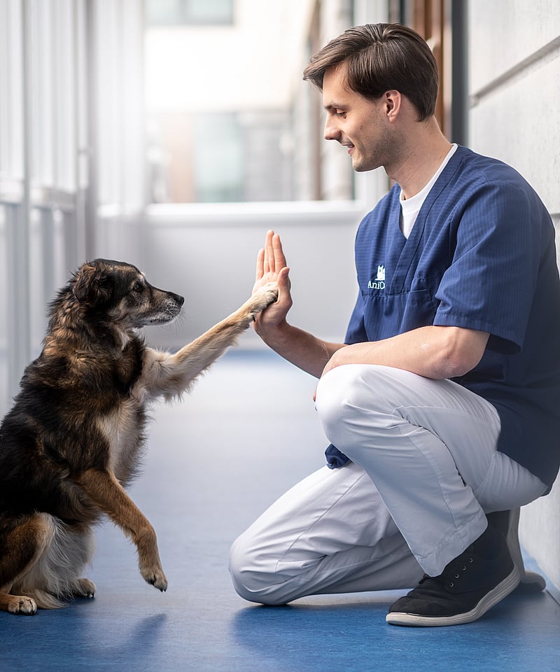 Manlig veterinär sitter på golvet och gör high-five med en hund.