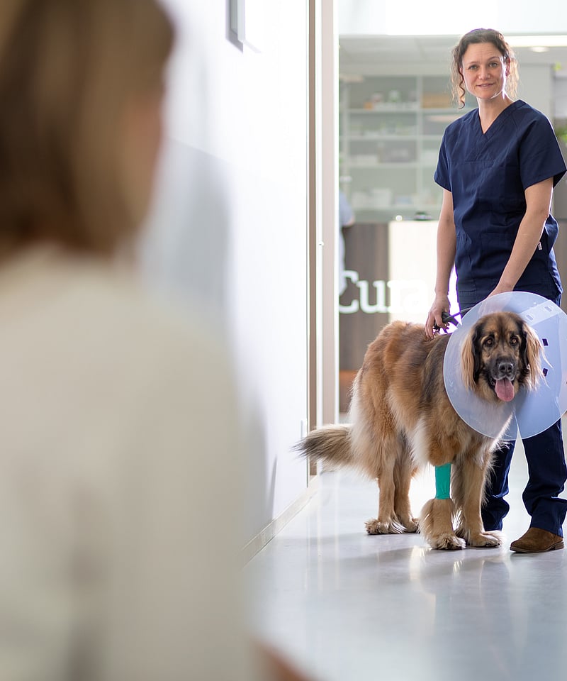 Veterinär står med en större, brun hund i tratt. Hunden har också ett grönt bandage på sitt främre ben.