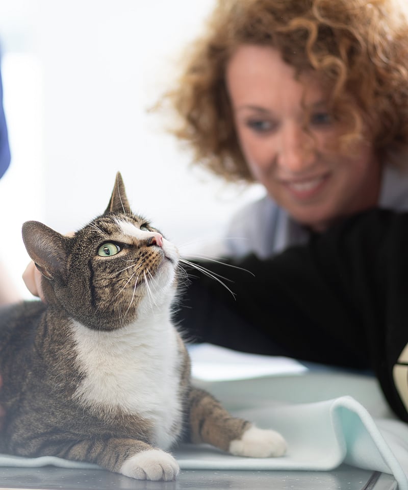 En familj som består av en kvinna med kort lockigt hår och en ung pojke med blåa ögon klappar på en katt. Katten ligger på ett undersökningsbord och bakom den står en veterinär iklädd blåa vårdkläder med AniCuras logga på. Katten är tvåfärgad - vit och grå med mörkare ränder och har gröna ögon.