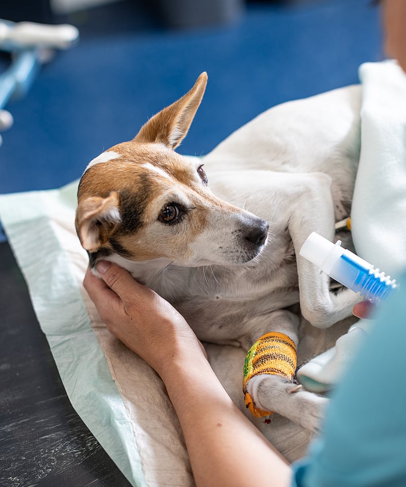 Vit hund med stora bruna öron ligger ner inlindad i en filt och undersöks av en veterinär.