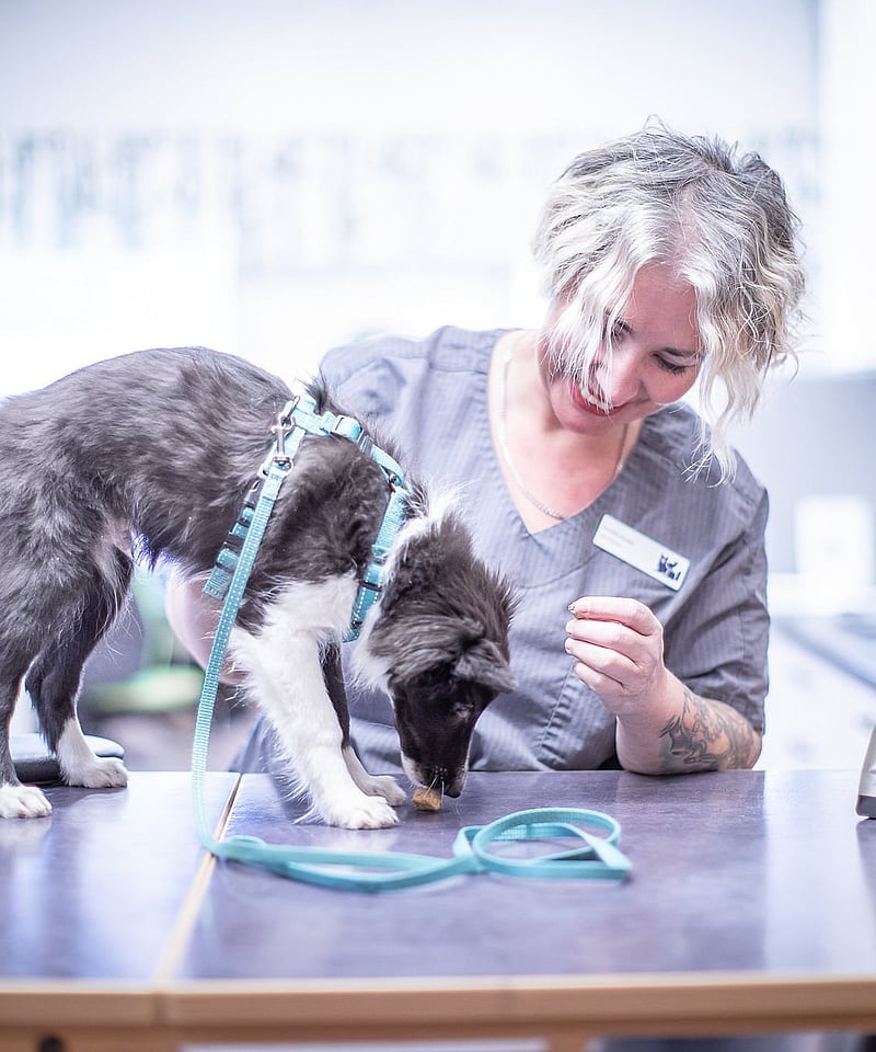 Veterinär undersöker en liten svartvit valp. Valpen står på ett undersökningsbord, har på sig en ljusblå sele och koppel och luktar på en matbit som ligger på bordet.