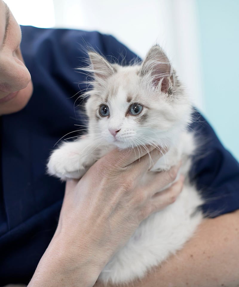 Veterinär håller i en långhårig kattunge.