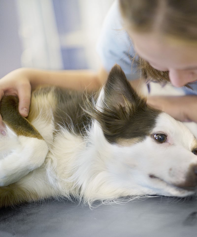 Hund ligger på ett undersökingsbord och blir klappad av en veterinär.