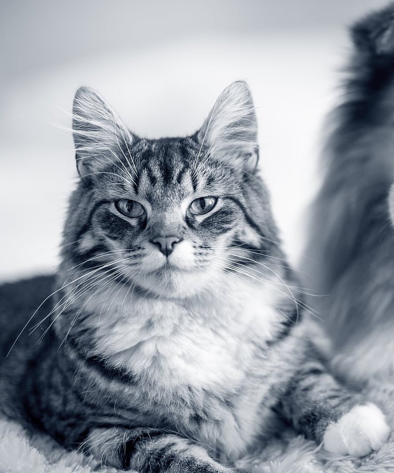 Hund och katt ligger ner och tittar mot kameran. Bilden är i svartvitt.
