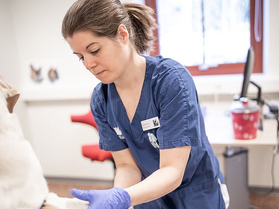 Veterinär undersöker en hunds ben.