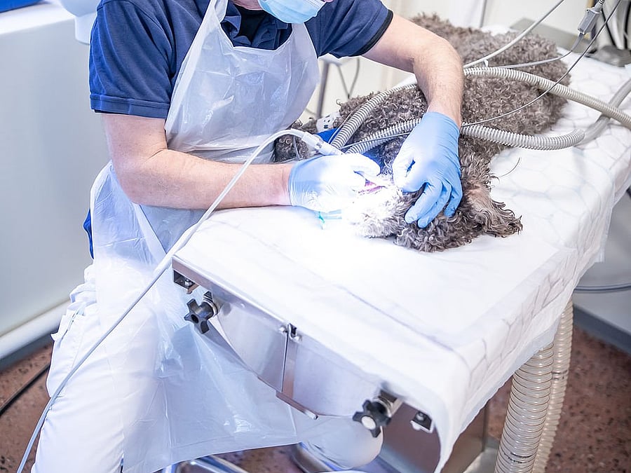 Veterinär undersöker en nedsövd katt.