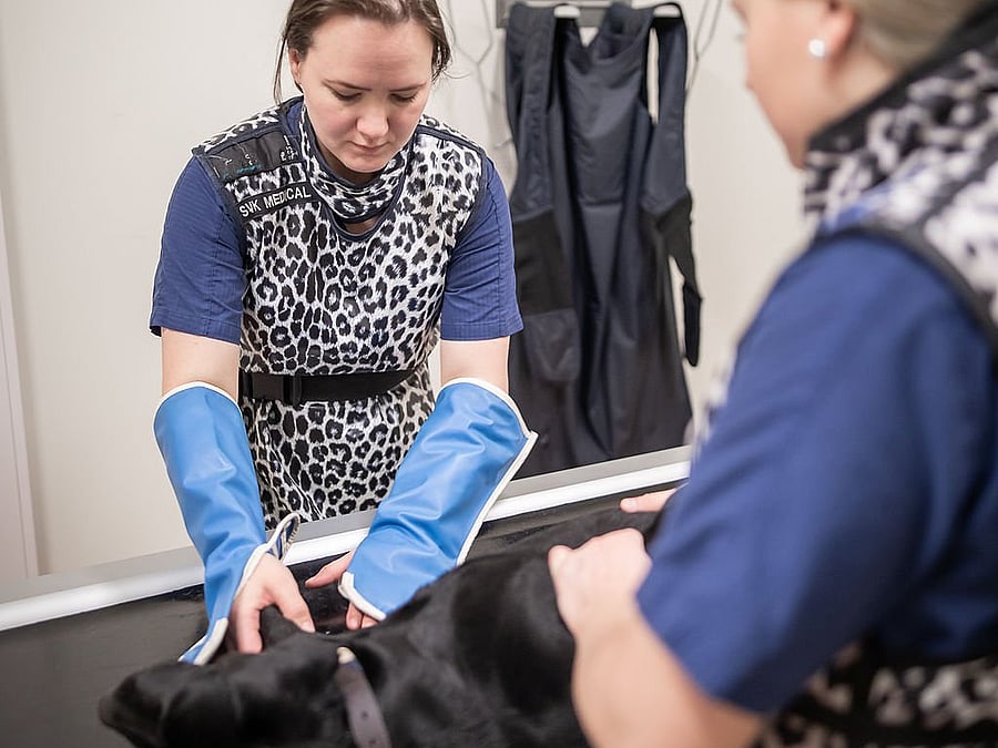 Två veterinärer jobbar i en operationssal.