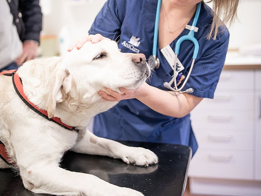 Veterinär undersöker en stor vit hund.