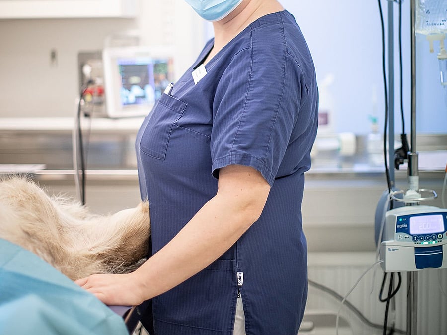 Djursjukskötare på står på operationsavdelningen.
