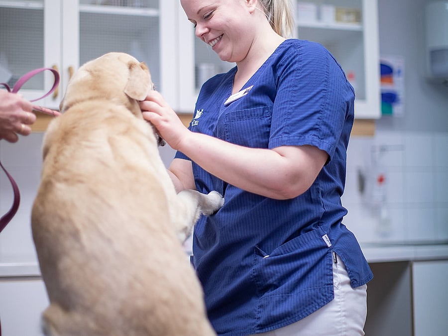 Veterinär undersöker en hund.