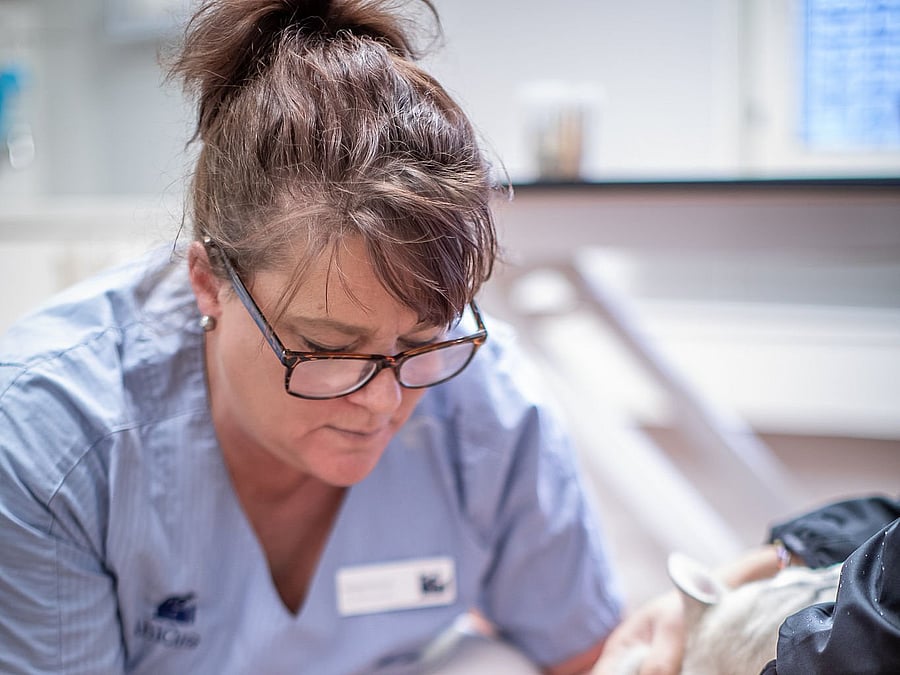 Djursjukskötare vaccinerar en hundvalp.