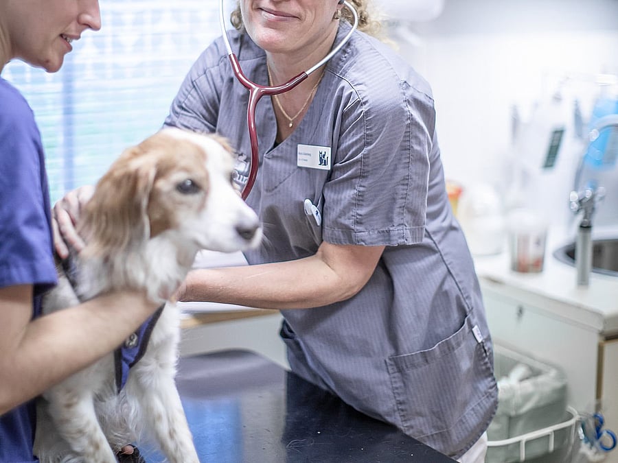 Veterinär och djursjukskötare lyssnar på hjärtat på en hund.
