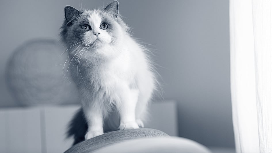 En katt som står på en stol.