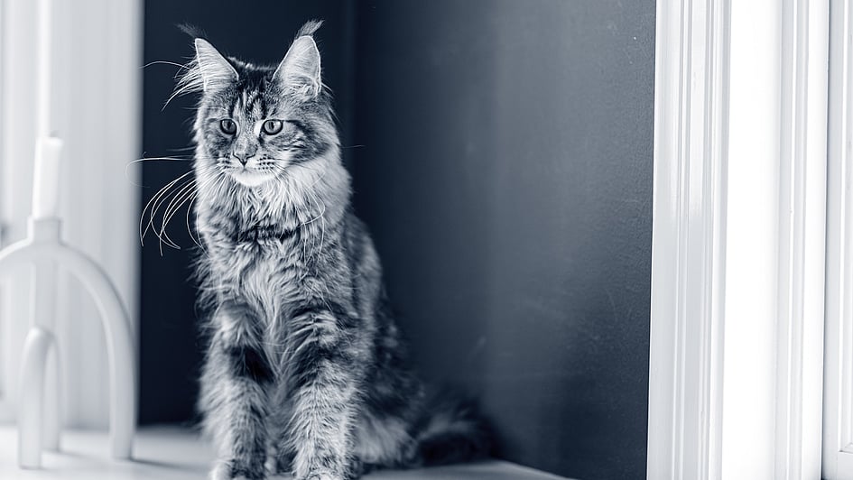 Långhårig katt med stora öron sitter vid ett fönster. Bilden är i svartvitt.