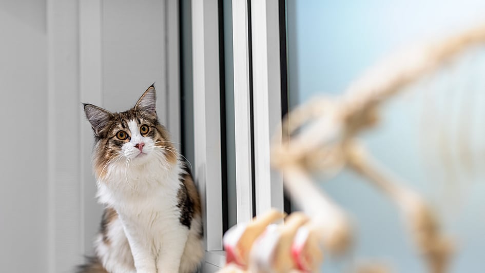 En katt sitter på fönsterbrädan.