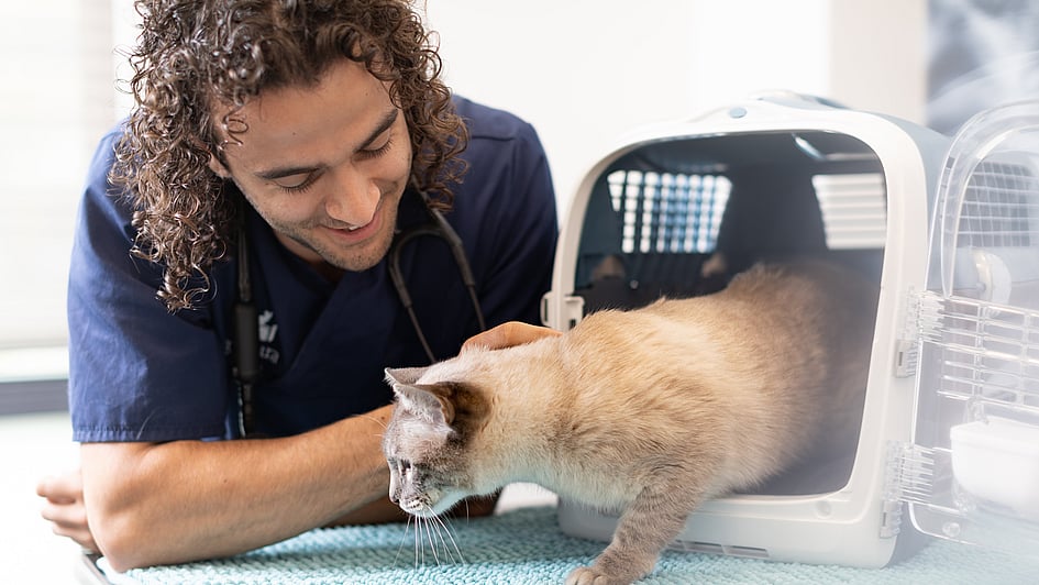 Manlig veterinär med lite längre, lockigt, brunt hår klappar på en katt som håller på komma ur sin transportbur.
