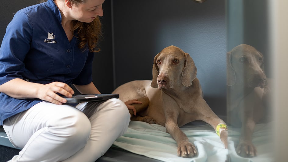Veterinär sitter bredvid en brun hund som ligger på en filt. Veterinären har en anteckningsblock i knät och klappar på hundens bakre ben.